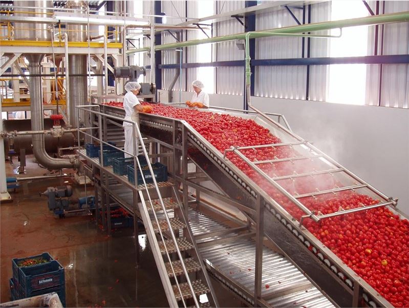 Lignes de transformation de tomates