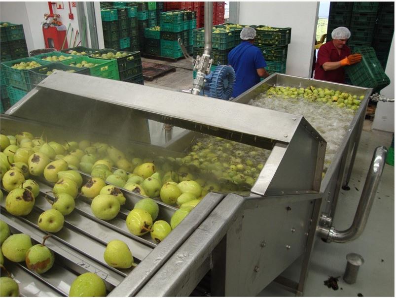 Lignes de transformation de pommes et poires